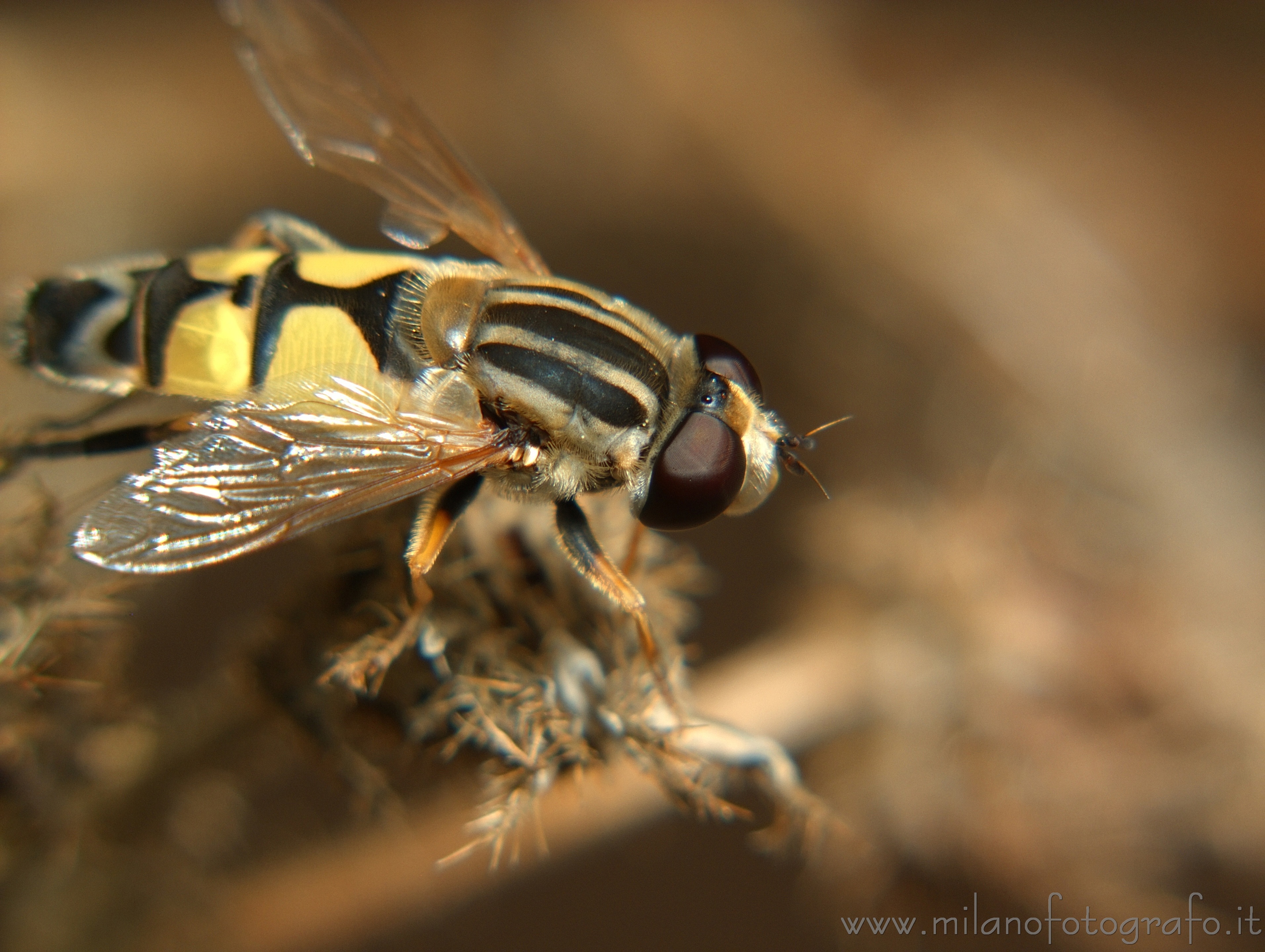 Torre San Giovanni (Lecce, Italy) - Helophilus pendulus